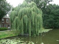 Wierzba biała płacząca PAKIET 5 SZTUK DUŻA 190 cm.