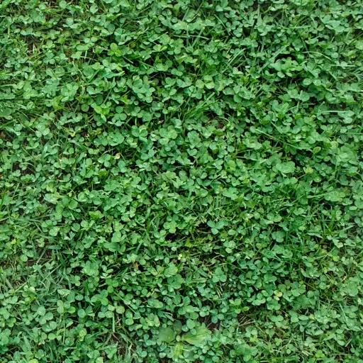 MIKROKONICZYNA drobnolistna KONICZYNA trawa nasiona 100 m² 0,5kg zdjęcie 3