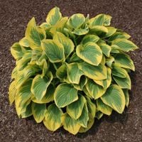Funkia Hosta 'Bold Edger' Żółte brzegi, Doniczka 2.0L