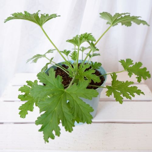 GERANIUM ANGINKA Pelargonium graveolens don.13cm na Arena.pl
