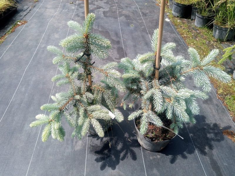 Świerk Kłujący Glauca Pendula 30-50cm C3 zdjęcie 5