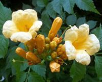 MILIN AMERYKAŃSKI Flava Golden Trumpet - sadzonki w doniczkach