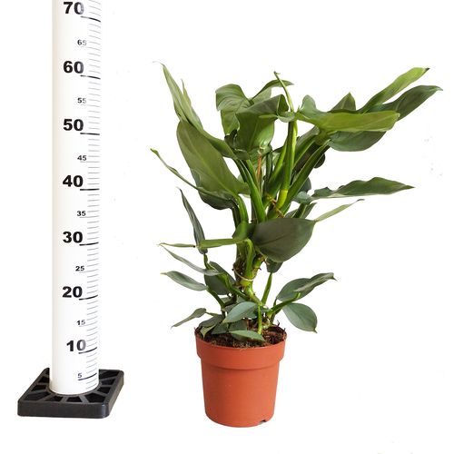 FILODENDRON HASTATUM 60cm na Arena.pl
