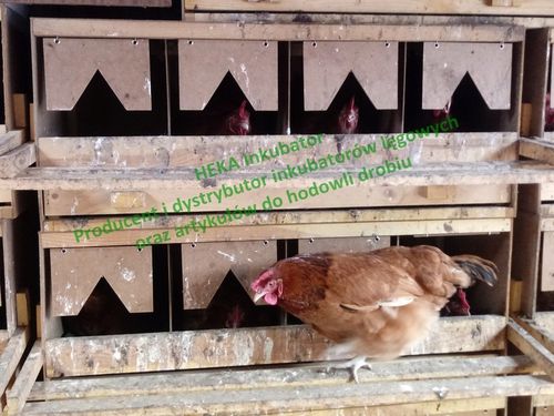 Gniazda dla kur niosek 4 miejsca z szufladą + MATY na Arena.pl