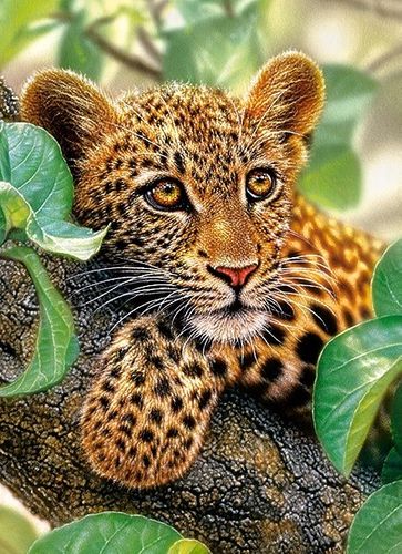 Castor 300 ELEMENTÓW Lampart na Arena.pl