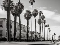 Plakat 80x60cm Spacer w Cieniu Palm