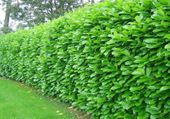 M LAUROWIŚNIA WSCHODNIA ROTUNDIFOLIA ŻYWOPŁOT