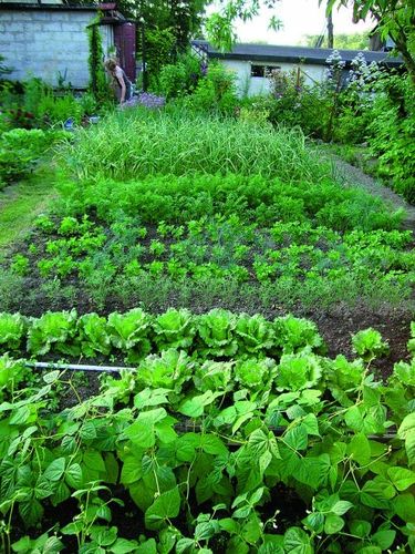 OBORNIK Granulowany Nawóz do Roślin Warzyw Jesienny Wiosenny 40L na Arena.pl