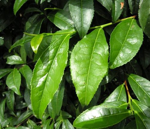 Herbata chińska camellia sinensis C1 na Arena.pl