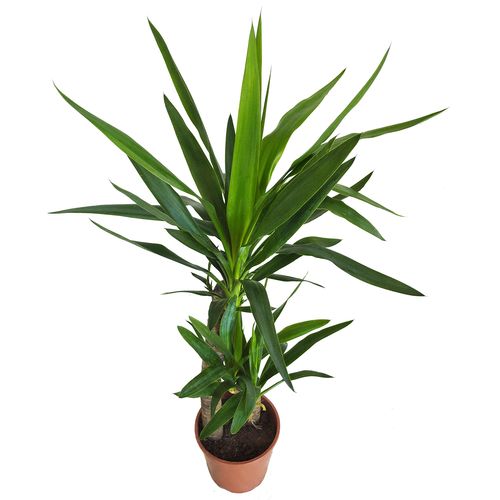 JUKA JUKKA (JUCA YUCCA)  85cm na Arena.pl