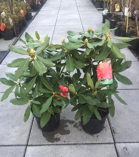 Różanecznik Nova Zembla C3 E na Arena.pl