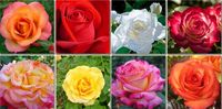 RÓŻA RÓŻE PAKIET WIELKOKWIATOWA 8 KOLORÓW