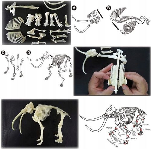 CLE Naukowa zabawa Skamienialosci Mamut 50859 na Arena.pl