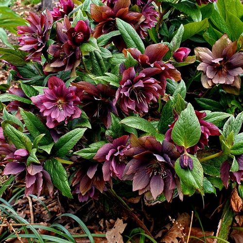 CIEMIERNIK DOUBLE ELLEN RED KWITNIE CAŁĄ ZIMĘ - SADZONKA P11/1 LITR na Arena.pl