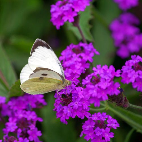 Werbena żyłkowana 'Dazzling Night' Motyli Krzew (Verbena rigida)  2.0L na Arena.pl