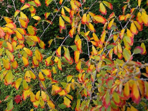Oczar pośredni Westerstede C2 na Arena.pl