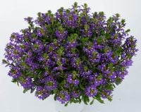 6 szt. Scewola (Scaevola) niebieska, sadzonki