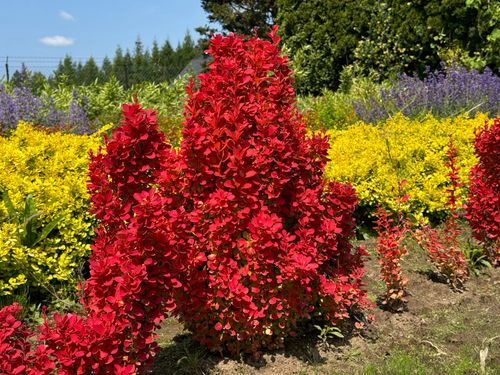 Berberys Thunberga 'Orange Ice' Pomarańczowy(Berberis thunbergii) 2.0L na Arena.pl