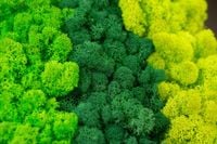 product-compare-61470070