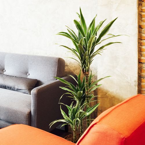 DRACENA WARNECKI 70cm na Arena.pl