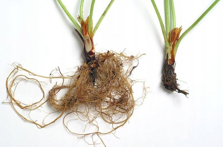 Agrecol Mospilan 20 SP 20g zdjęcie 3