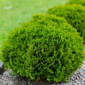 Thuja DANICA Piękna zielona kula Tuja Żywotnik Na obwódki Sadzonki C3