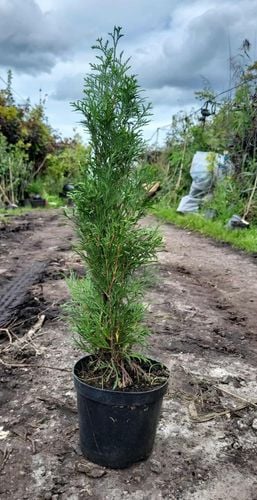 TUJA SZMARAGD - sadzonki 50 / 70 cm na Arena.pl