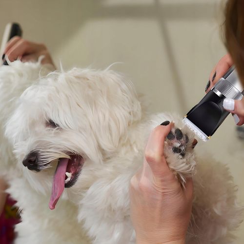 MASZYNKA DO STRZYŻENIA PSA ZWIERZĄT ZESTAW PSÓW BEZPRZEWODOWA CICHA LCD 9W na Arena.pl