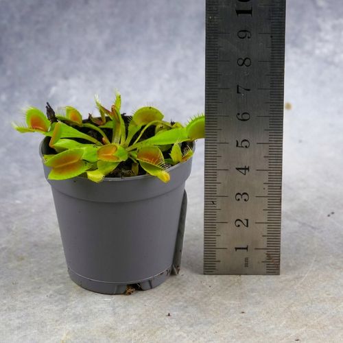 Muchołówka Dionaea Muscipula RED DRAGON OWADOŻERNA Zimoodporne na Arena.pl