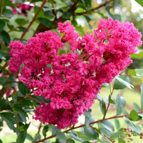 Lagerstroemia różowa Seaburn 20-40cm C2 na Arena.pl