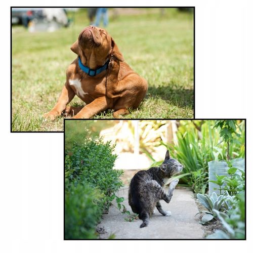 KROPLE na PCHŁY i KLESZCZE dla PSA I KOTA 2ml x 12 na Arena.pl