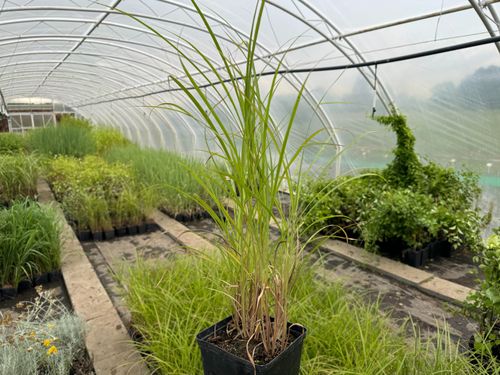 Miskant chiński 'Roter Pfeil' Ciemnoczerwony (Miscanthus sinnesis) 2.0L na Arena.pl