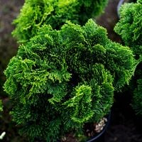 Cyprysik japoński NANA GRACILIS Miniatura Obtusa Sadzonki w doniczkach C2