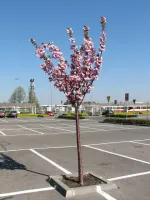 ŚLIWA PISARDII szczepiona na pniu -28c - sadzonki 220 / 240 cm