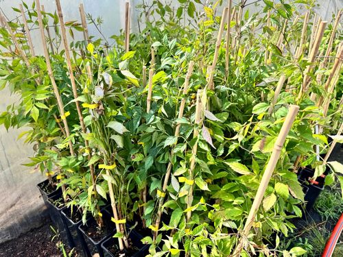 Milin pomarańczowy amerykański 'Ursynów' (Campsis radicans) Doniczka 2.0L na Arena.pl