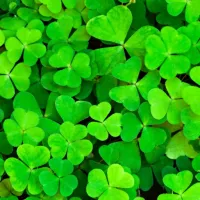 MIKROKONICZYNA drobnolistna KONICZYNA trawa nasiona 100 m² 0,5kg