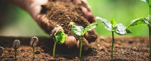 AdeSil krzemowy biostymuator wzrostu roślin 1 kg na Arena.pl