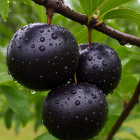 ŚLIWA JAPOŃSKA CZARNA - sadzonki 90 / 140 cm