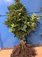 Klon zwyczajny SZKÓŁKOWANY sadzonki 30-50cm