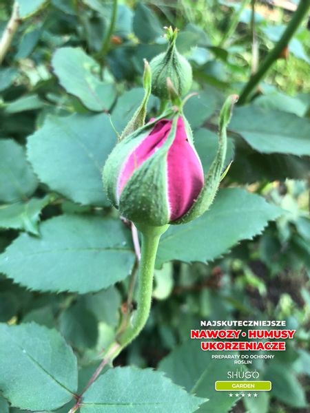 Nawóz do Róż 5 kg SHUGO zdjęcie 9