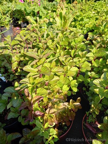 Mięta orange aromat z nutą owocową na Arena.pl