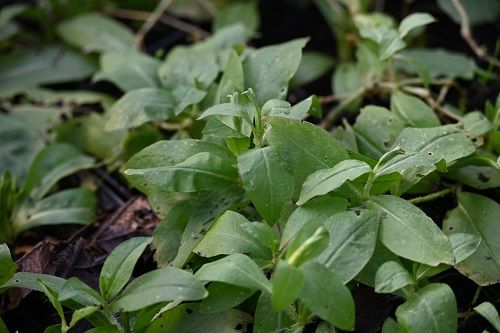 Firletka chalcedońska sadzonka skalniak bylina na Arena.pl