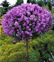 BEZ MAYERA PALIBIN szczepiony na pniu - sadzonki 70 / 100 cm