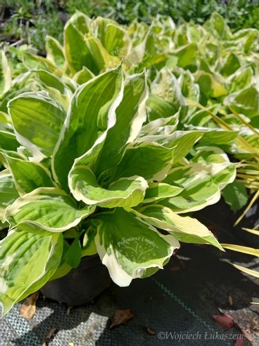 Funkia Curly Fries Hosta sadzonka na Arena.pl