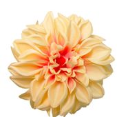 Dalia wyrobowa salmon