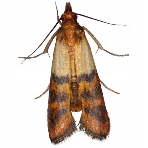 BROS Pułapka na mole spożywcze Max 10 SZTUK na Arena.pl