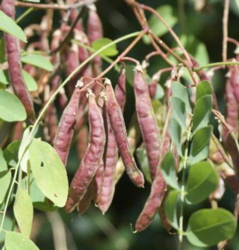 AKACJA ROBINIA - sadzonki w doniczkach na Arena.pl
