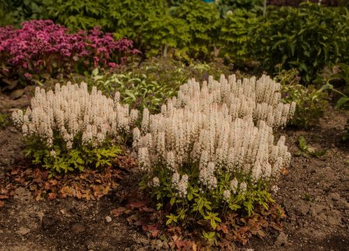 Tiarella Spring Symphony - Tiarella na Arena.pl