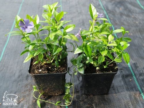 Barwinek pospolity Vinca Zadarniający Do cienia Sadzonki w doniczkach P9 na Arena.pl