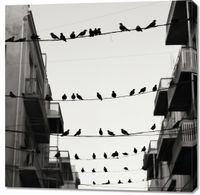 Obraz 100x100cm Miejski Motyw z Ptakami